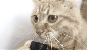 9ae3b1e02dc354959f6458056c2e3a50.gif