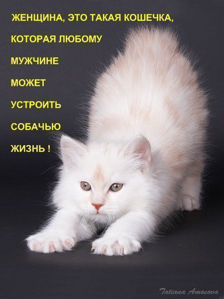 Статус в картинках с кошкой Статус в картинках с кошкой