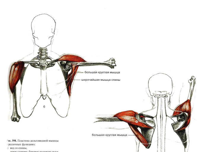 Рисунок анатомия плечевой пояс