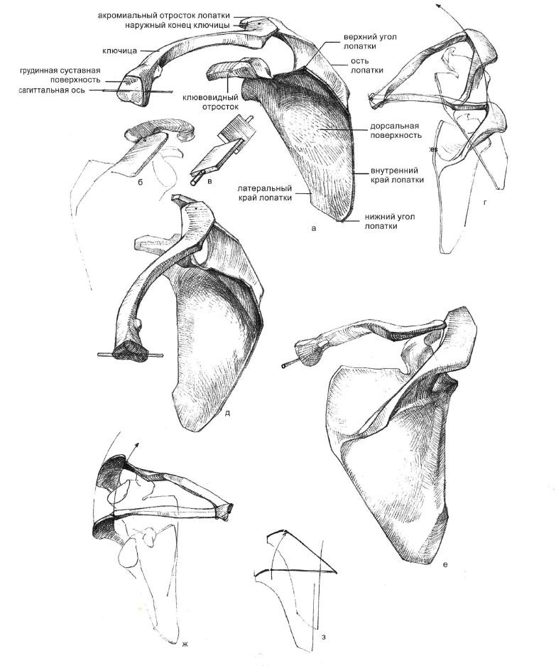 Ключица анатомия рисунок