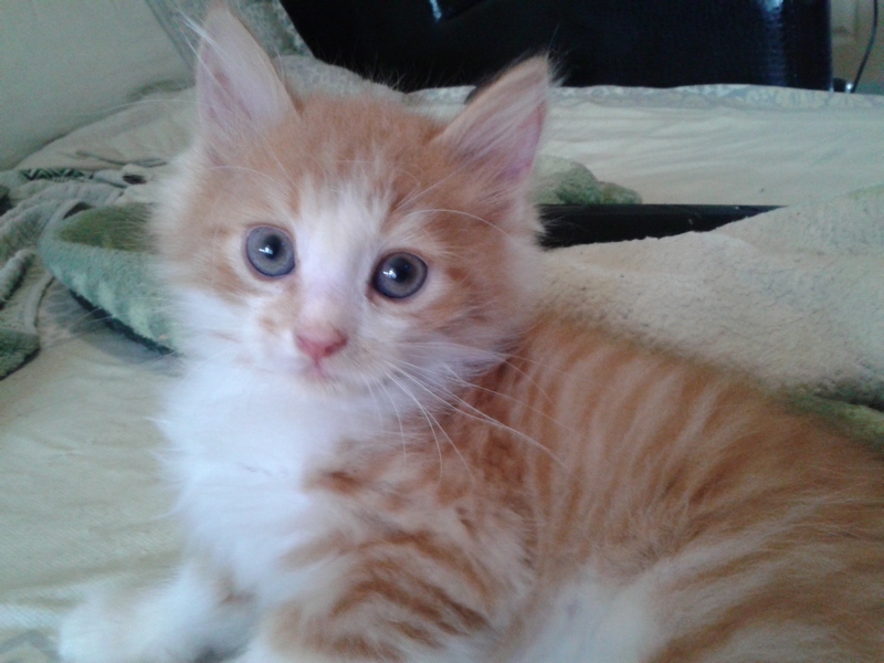 Поговорим о Кошках 24 Поговорим о Кошках 24