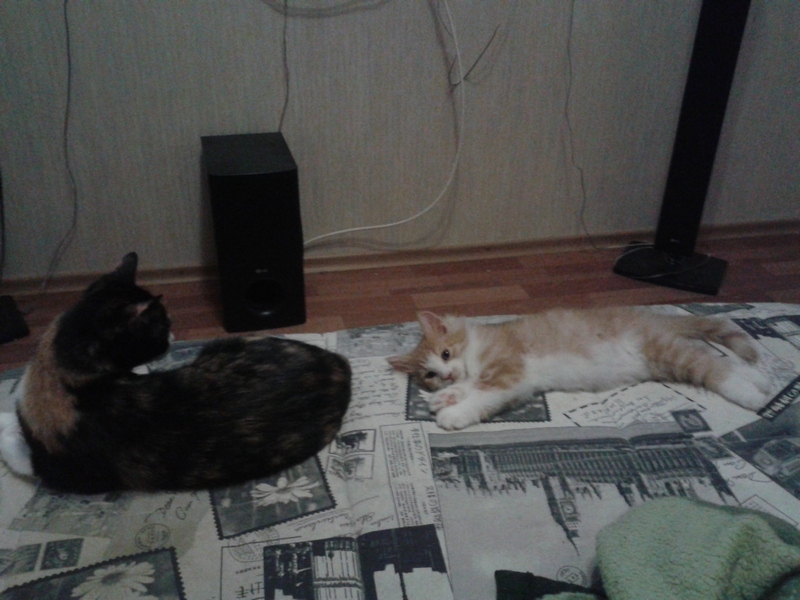 Поговорим о Кошках 24 Поговорим о Кошках 24