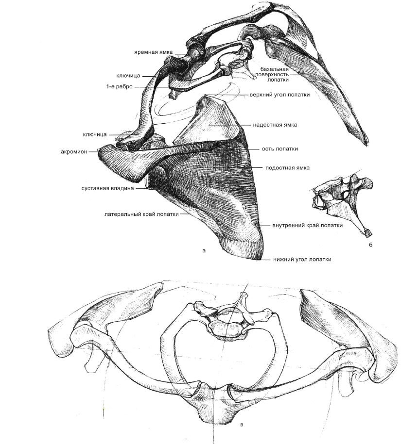 Лопатки рисунок анатомия