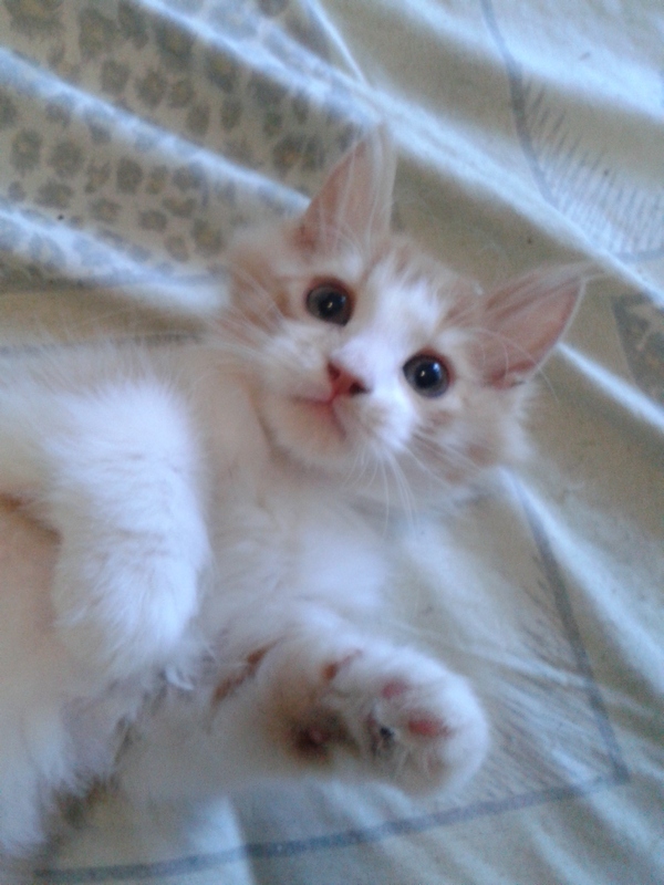 Поговорим о Кошках 24 Поговорим о Кошках 24