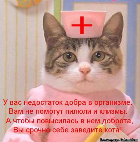 Поздравления для кошки в стихах Поздравления для кошки в стихах