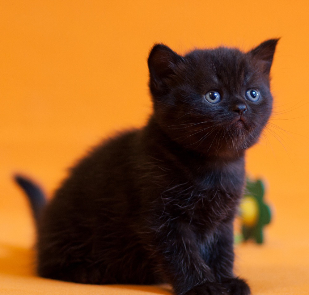 Шотландская прямоухая котенок черный