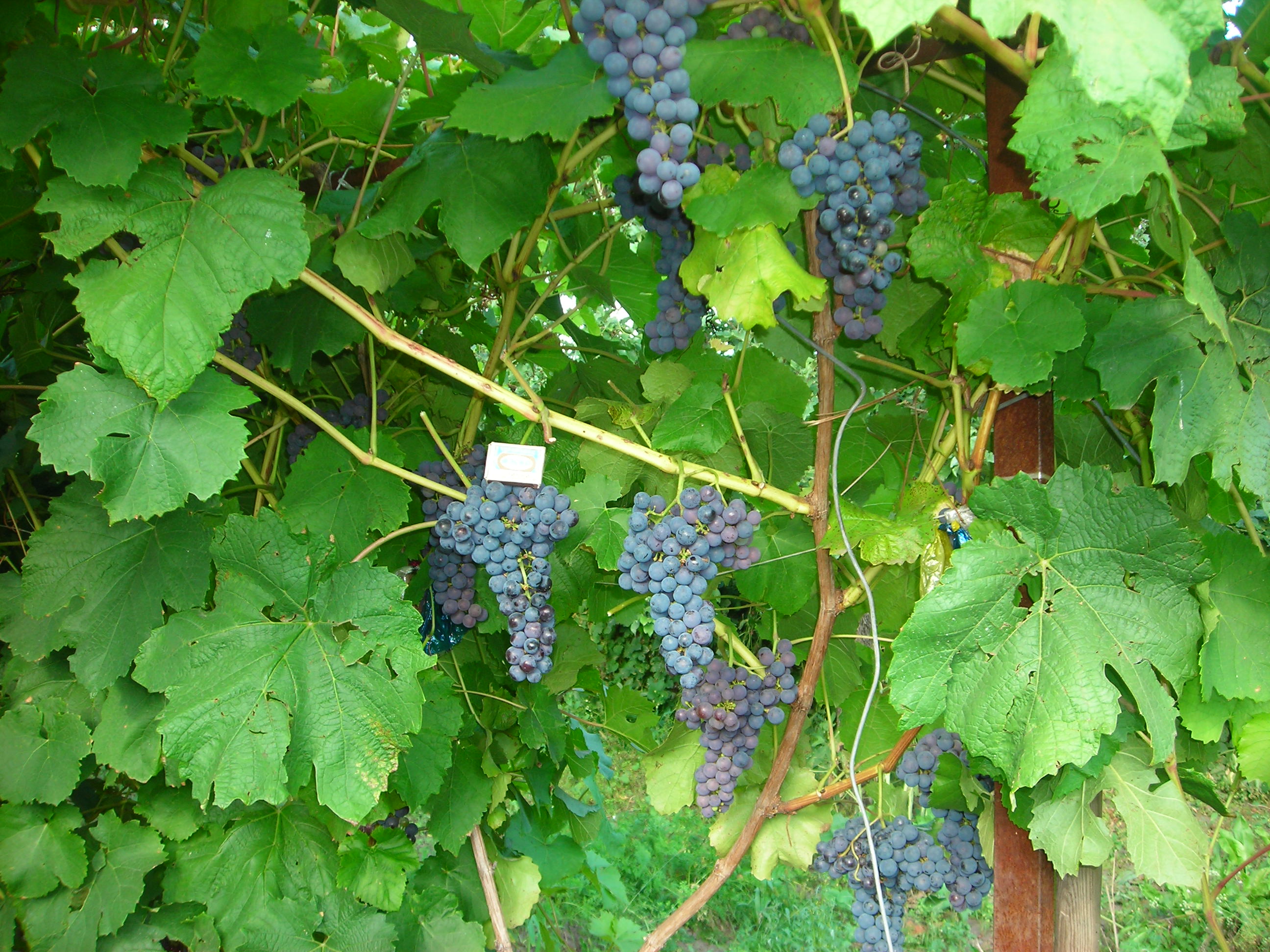 Виноград амурский. Виноград Амурский Vitis amurensis. Виноград Амурский (Vitis amurensis Rupr.). Амурский Потапенко виноград. Виноград сорта Амурский прорыв.