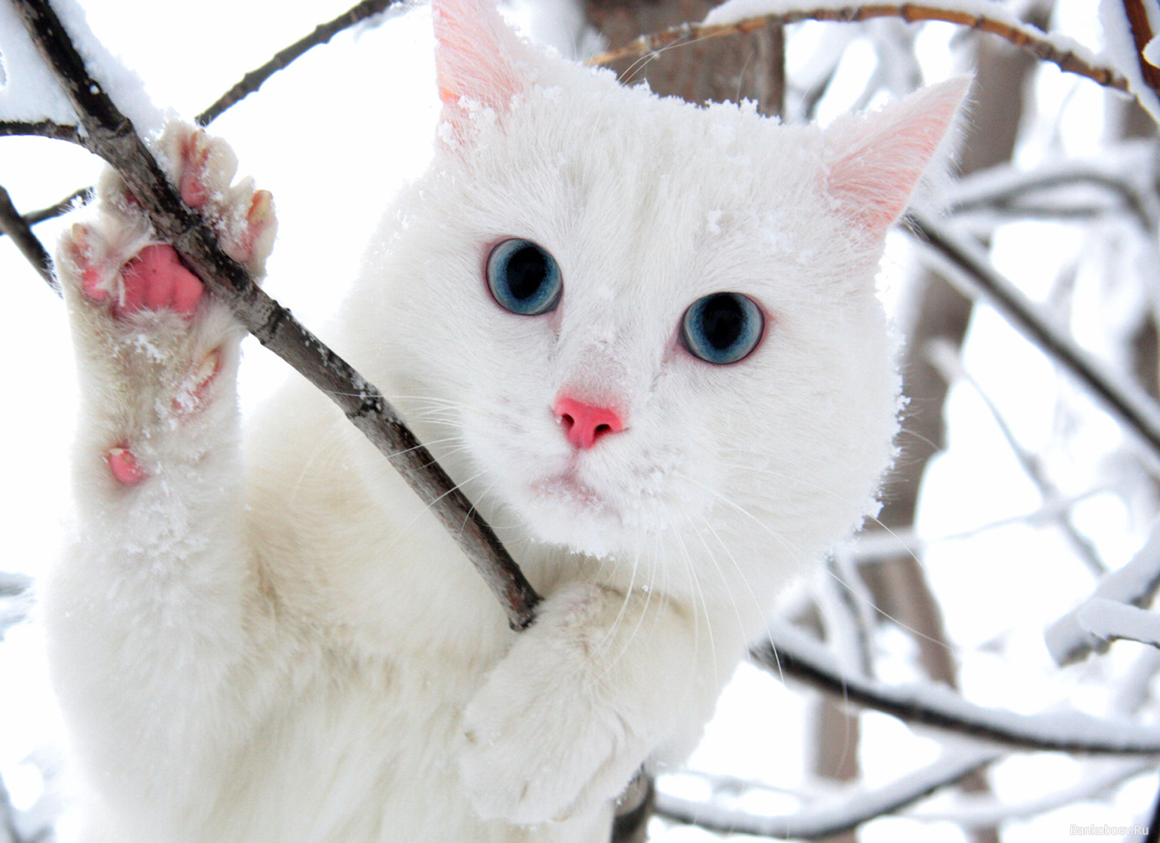 Декабрь кошки. Зимние котики. Снежный кот. Белая кошка и зима. Белый кот на снегу.