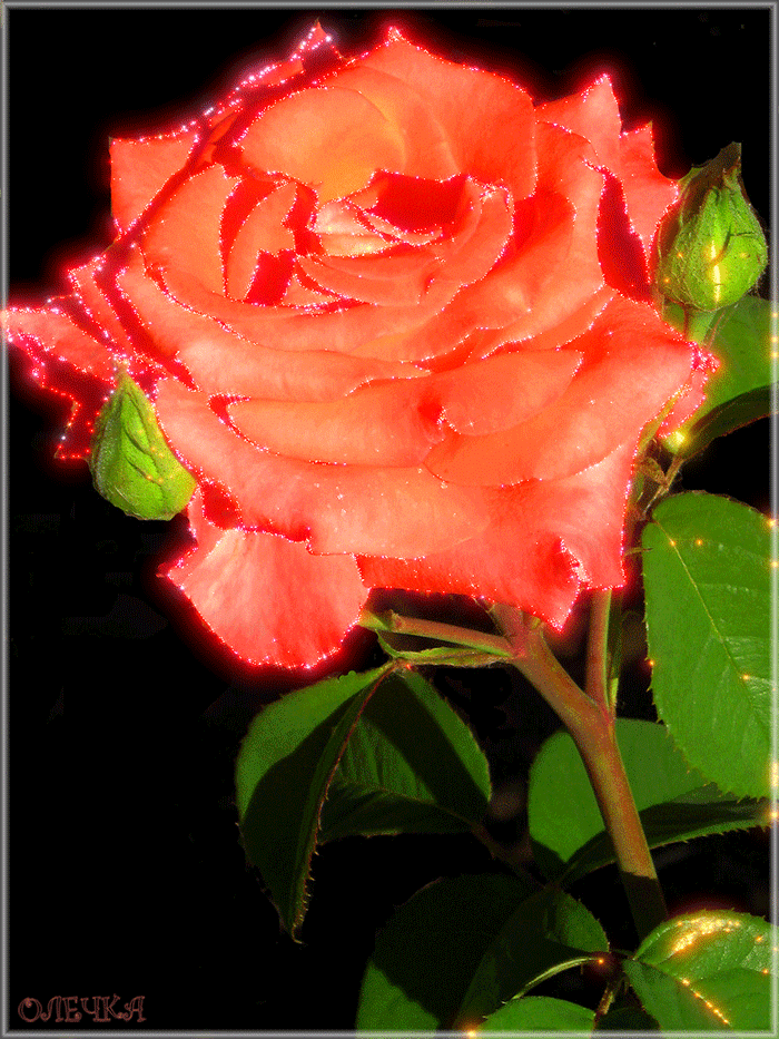 Мерцающие розы. Красивые розы. Красивые живые цветы. Мерцающие цветы.