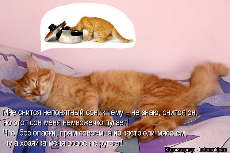 Ни поспать ни. Пора спать с котом. Котоматрица спящие коты. Спокойной ночи Котоматрица. Сонные котики с надписями.